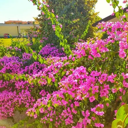 La Bouganville Camaiore